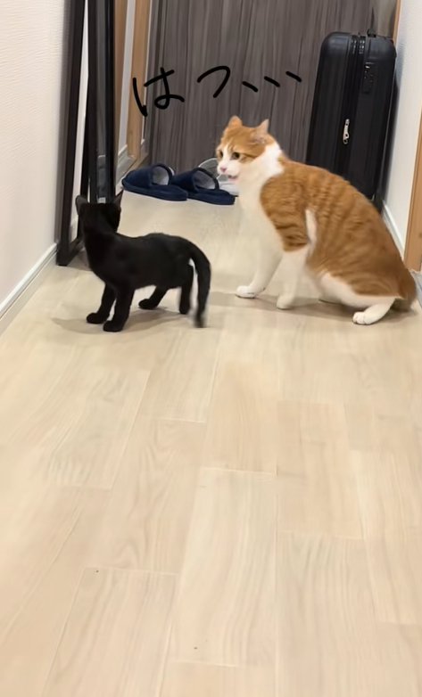 床に座る茶白猫とそばに立つ黒猫