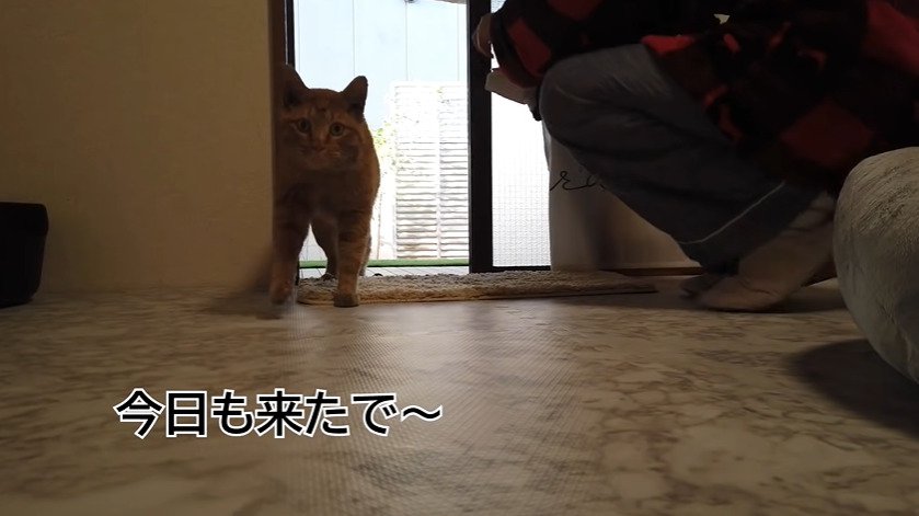 室内に入る猫