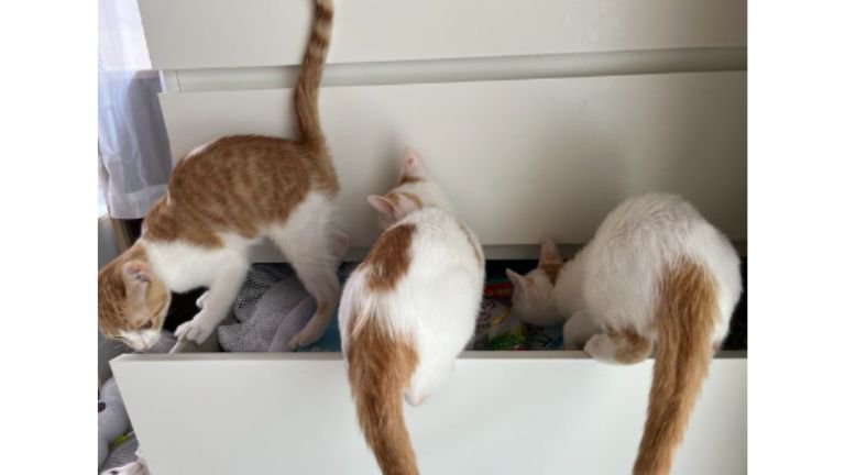 引き出しにいる猫たち
