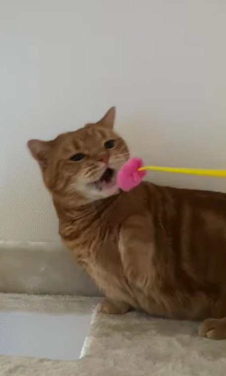 おもちゃで遊ぶ猫