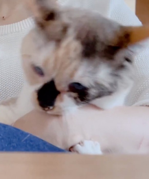 手に噛み付く猫
