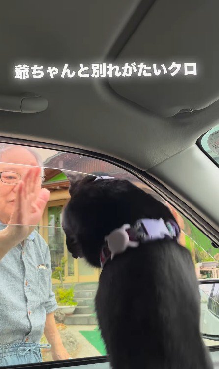 車から身を乗り出す猫と見送るおじいちゃん