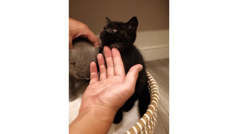 室内にいる猫