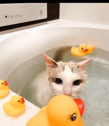 湯船に浸かっている猫