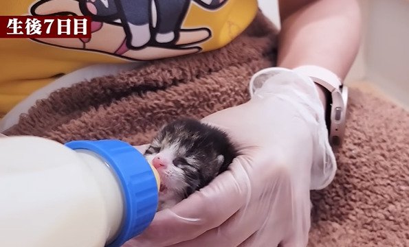 哺乳瓶をくわえる子猫