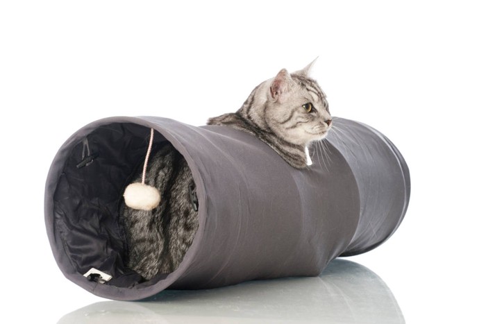 トンネルの隙間から顔を出す猫