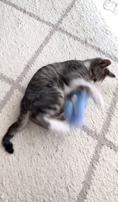 猫じゃらしを抱えてキックしている猫