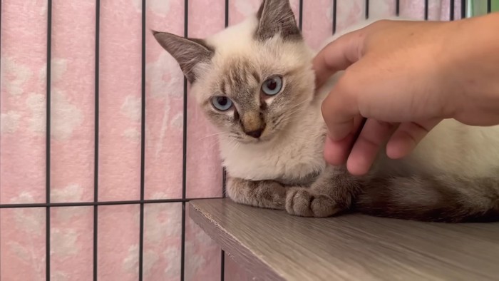 撫でられる猫