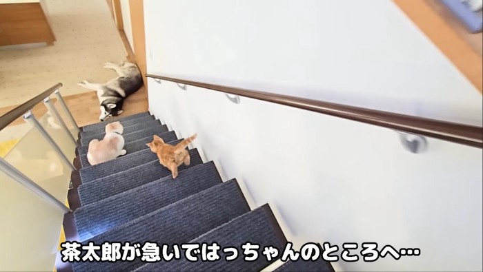 はっちゃんのところへ