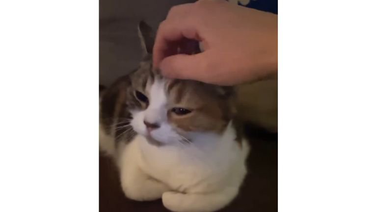 ソファーに座る猫