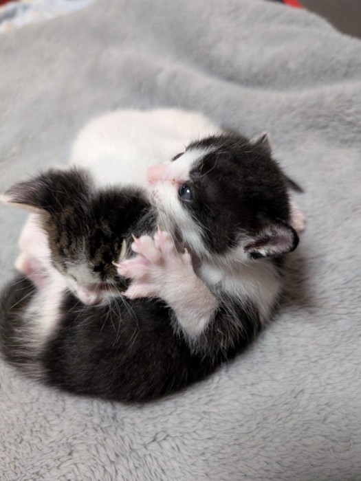 団子状態の猫2匹