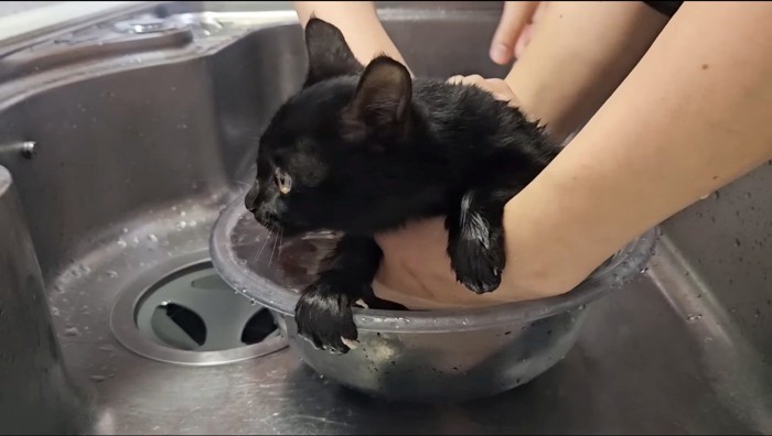 水の入った家に入れられる猫