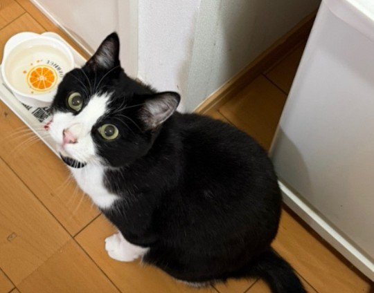 見上げる猫（アップ）