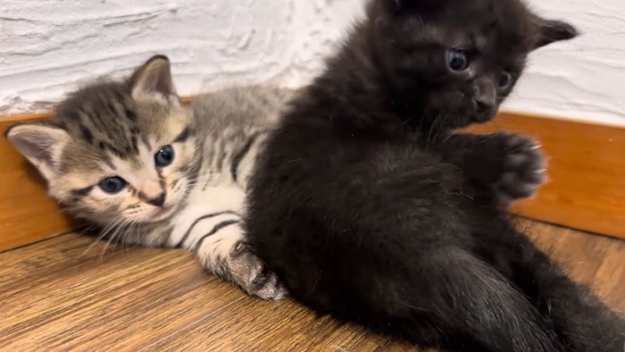 寝転がる2匹の子猫