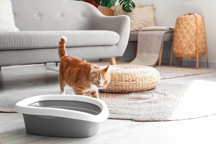 トイレまわりをうろつく猫