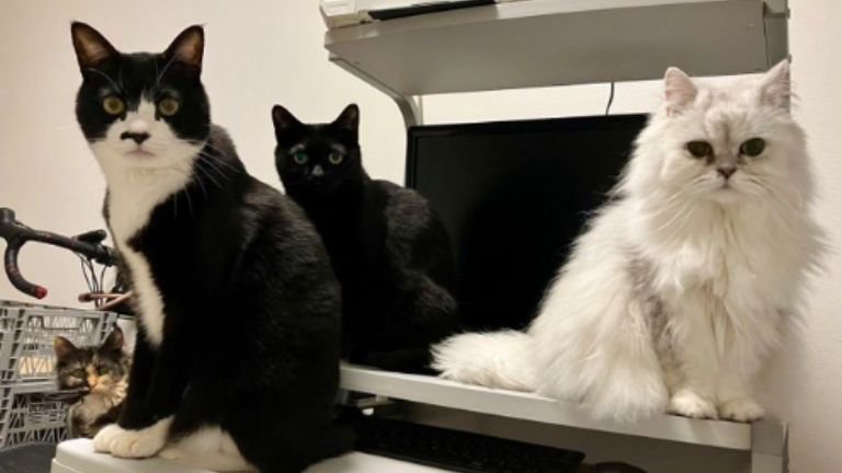 室内にいる猫たち