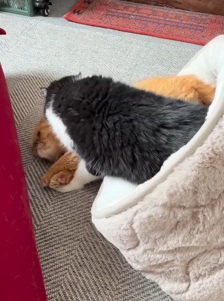 白黒猫に頭を押さえ込まれる茶色い猫