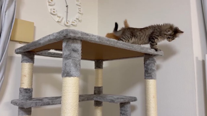 キャットタワーから見下ろすキジトラ猫