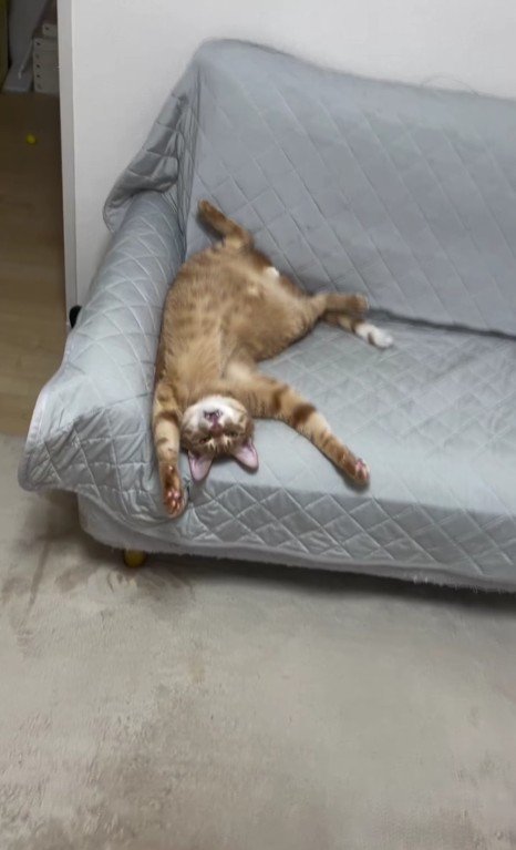 仰向けで寝ている猫