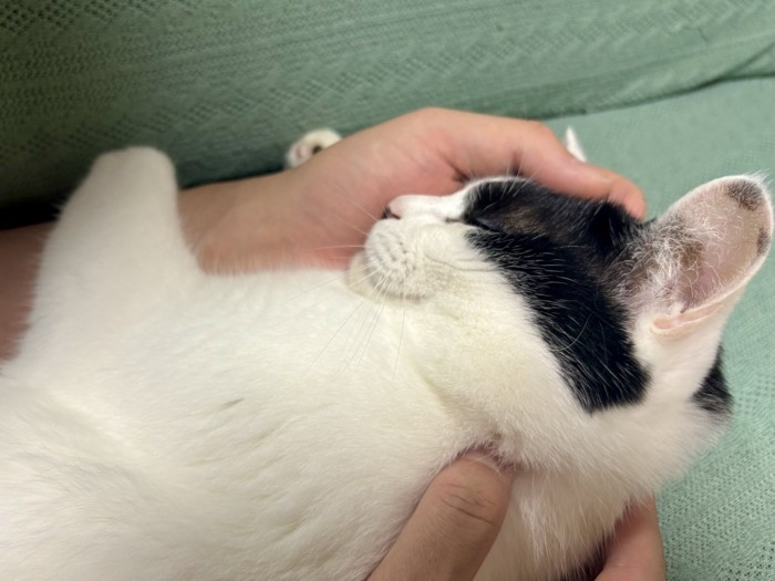 人の腕に抱きついて眠る猫