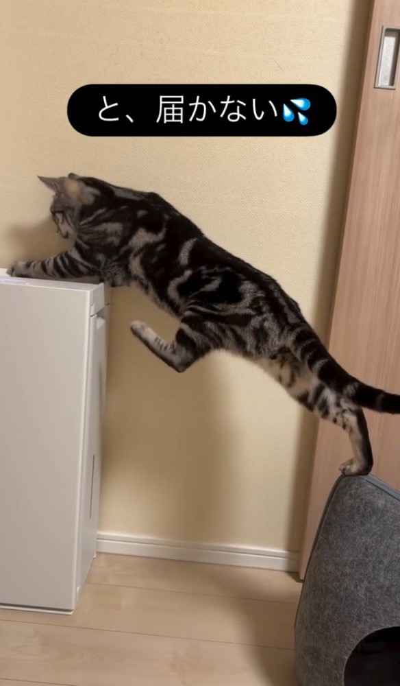 左足を上げた猫（足の位置：前の方）