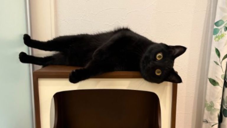 キャットハウスの上にいる猫