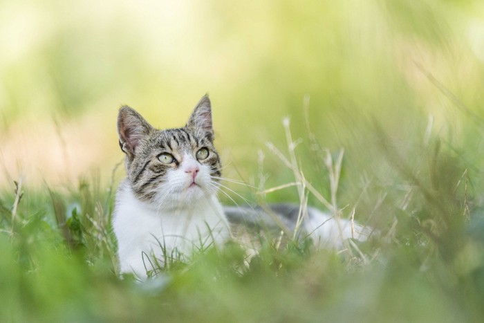 草むらの猫