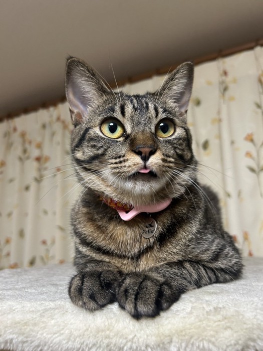 座って遠くを見ている猫