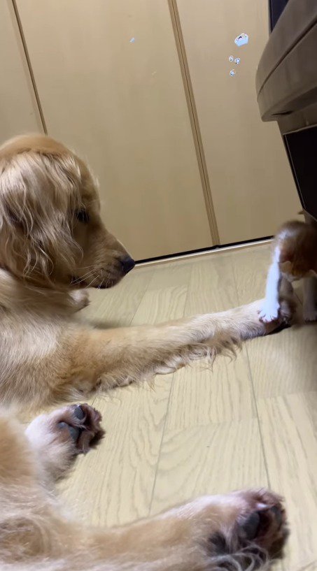 犬の前足に自分の前足を乗せる子猫