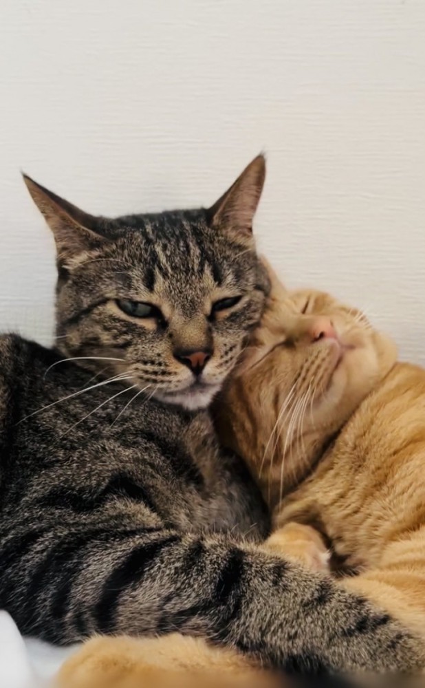 キジトラ猫にスリスリする茶トラ猫