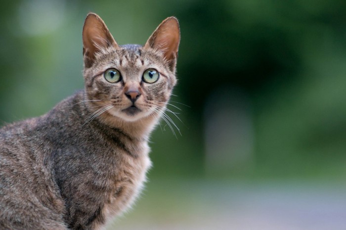 何かを察知する猫