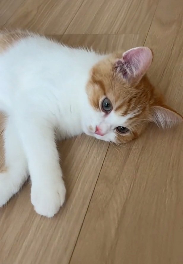 寝転がるのんちゃん