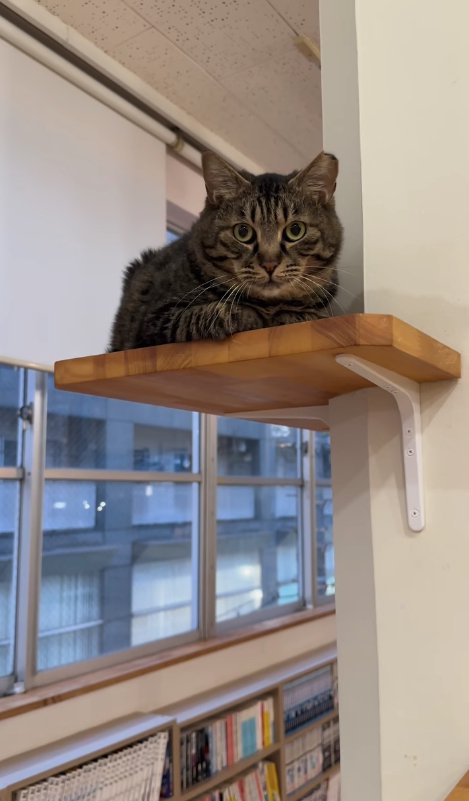 壁に設置された棚の上で香箱座りをしているカメラ目線の猫