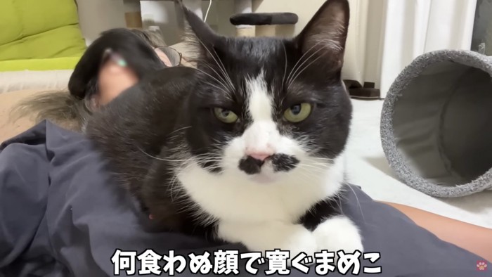 おしりを飼い主さんの顔に密着