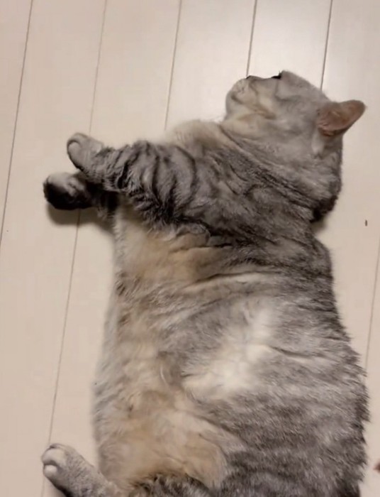 動きを止める猫