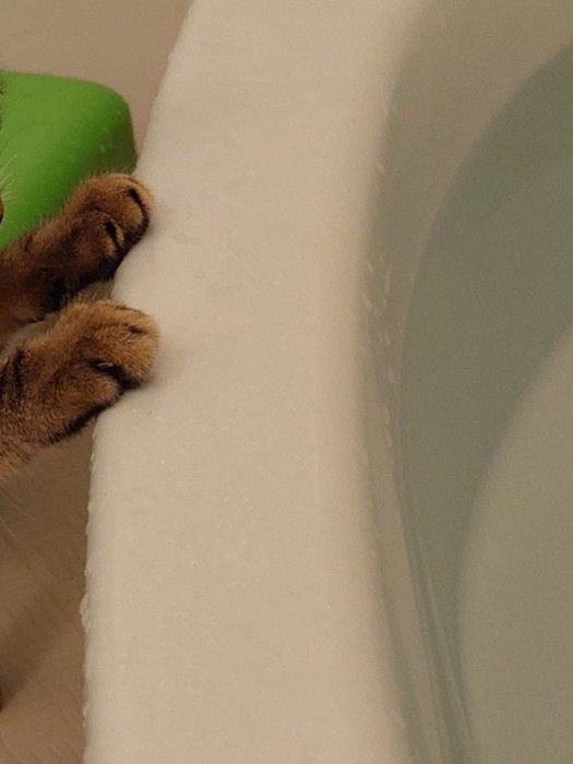 浴槽に猫が手をかけている
