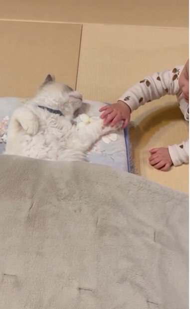 寝そべっている猫と猫の手を触っている赤ちゃん