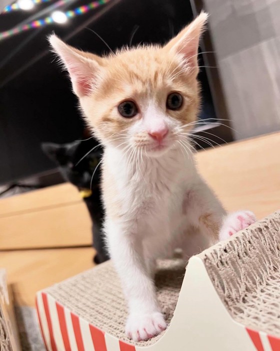 少し大きくなったノニちゃん