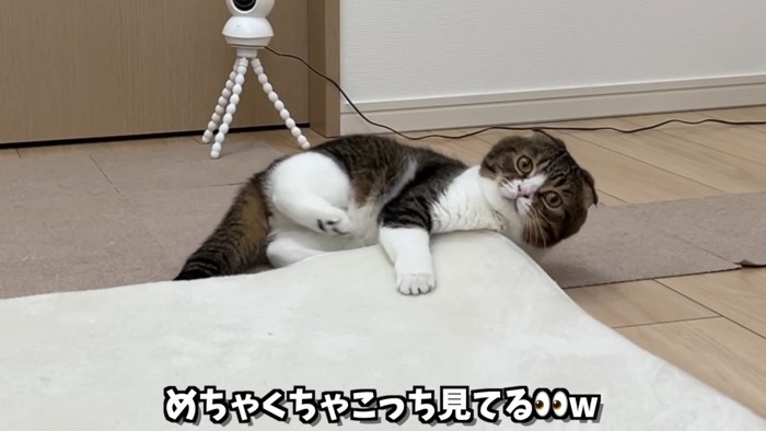 カーペットをひっかいてアピール