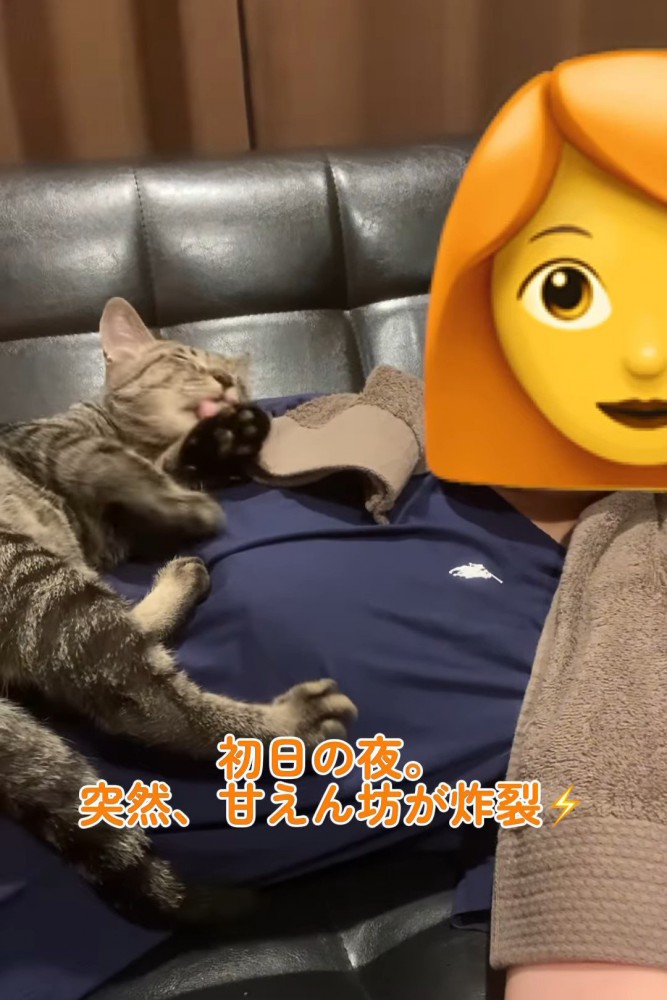 前足をなめる猫