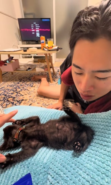 飼い主の近くでへそ天をして両前足を触られている子猫