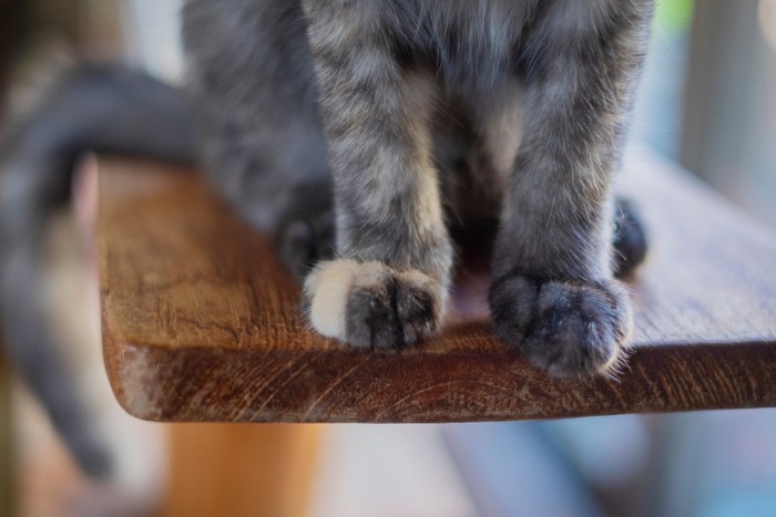 キャットステップに乗る猫