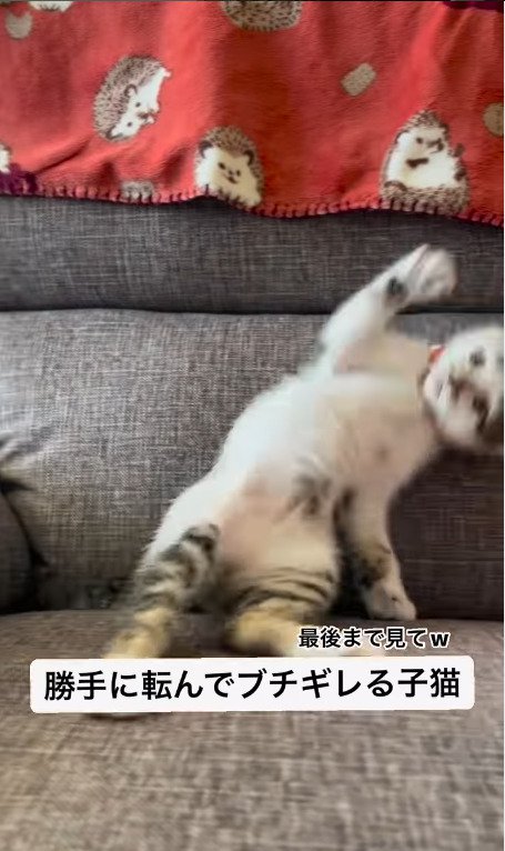 ソファーの上でこける猫