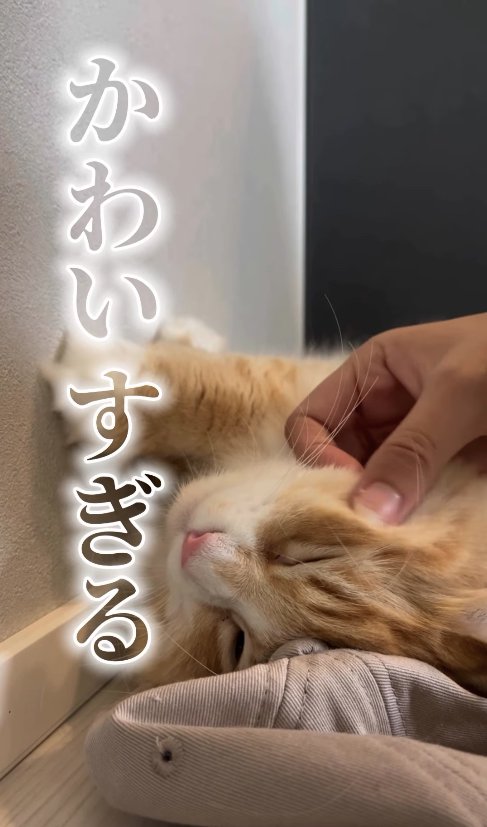 歯ブラシでおでこを撫でられている猫のアップ「とても思い出してる」