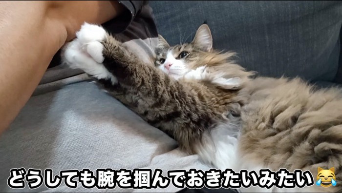 飼い主の腕を掴もうとする猫