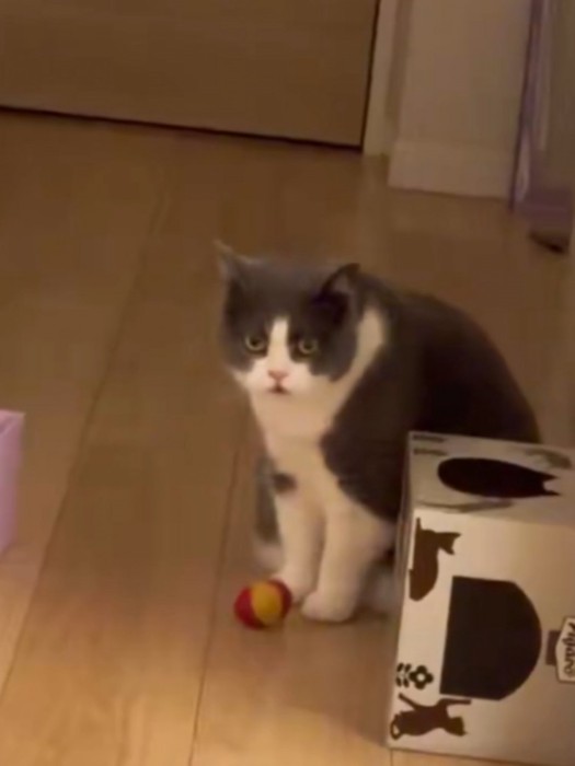 飼い主に必死にうったえかける猫のまなざし