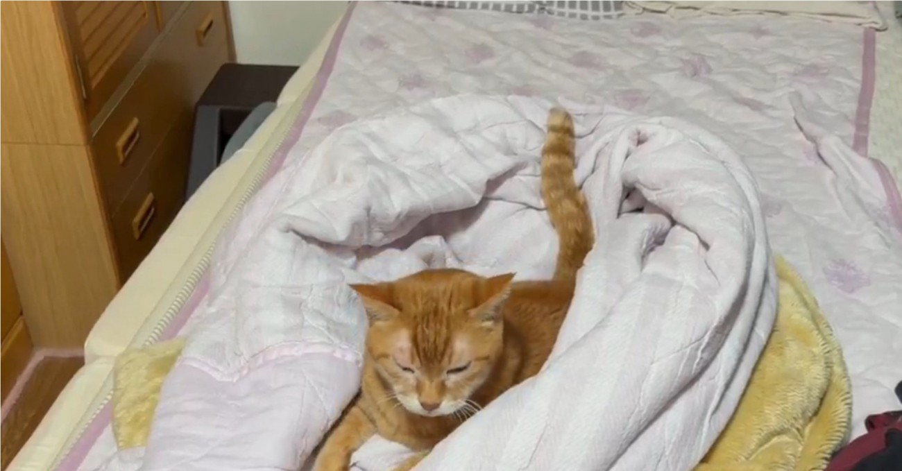 ベッドを満喫する猫