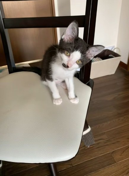 椅子の上にいる黒白模様の猫