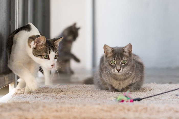猫じゃらしを見る2匹の猫