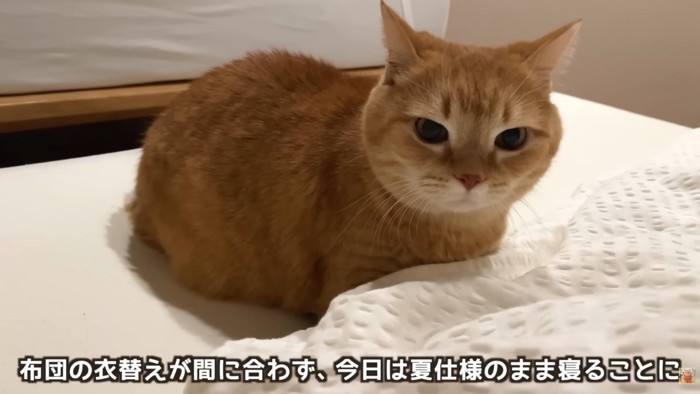 テロップ「布団の衣替えが～」